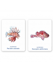 Juego de Cartas Un mar de animales Editorial MTM - Aúpa Organics